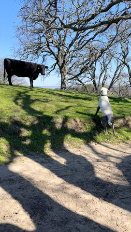 Briones Regional Park by @haggis_thelabrador