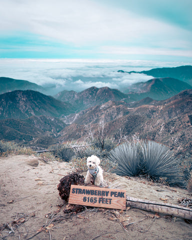 Angeles National Forest by @its.mochi.bichon