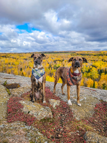 Pincushion Mountain Overlook by @minnesota_mutts