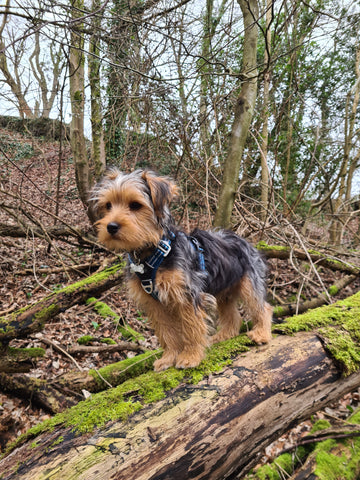 Chanctonbury Ring by @yorkie_roger